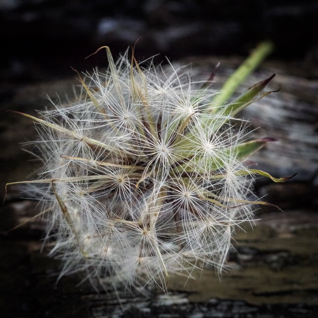 Dainty in Death